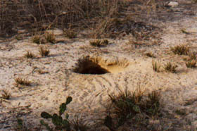 Photo of a burrowing owl burrow