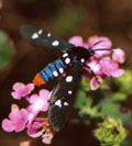 Photo of the insect Syntomeida epilais, the adult of the oleander caterpillar