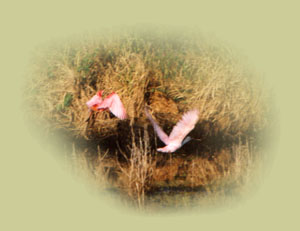 Photo of roseate spoonbills