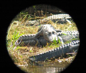 The best way to see toothy reptiles is through a birding scope.