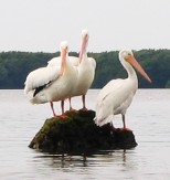 White pelicans.